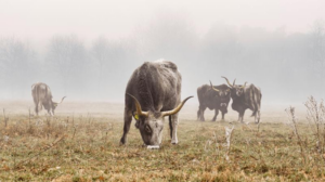 Tauros