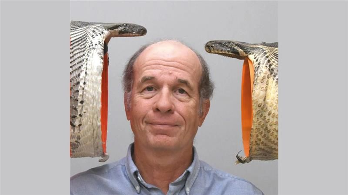 Il professore dell'UC Bruce Jayne posa con un esemplare di pitone birmano con una bocca di 22 centimetri, a destra, confrontato con un esemplare ancora più grande con una bocca di 26 centimetri