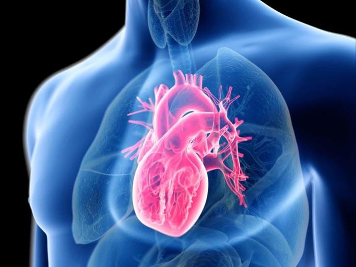 Anatomy-Human-Heart-Man-Computer-Illustration-777x583-1-1.jpg