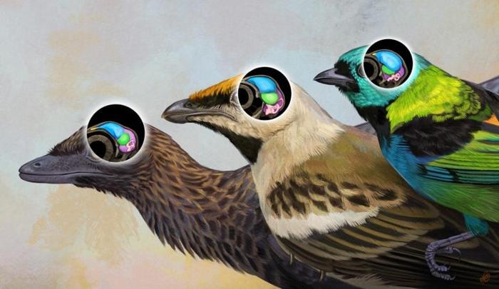 Bird-Brain-Evolution-Artwork-777x450-1-1.jpg