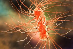 Illustrazione Batterica di Escherichia E coli