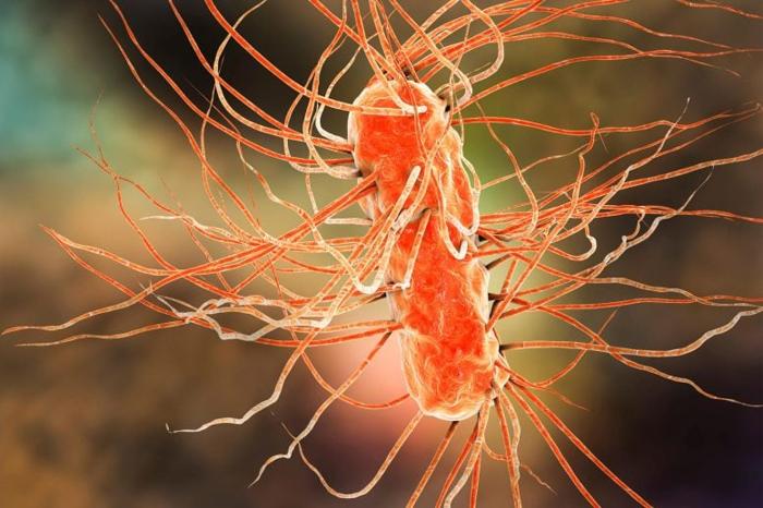 Illustrazione Batterica di Escherichia E coli