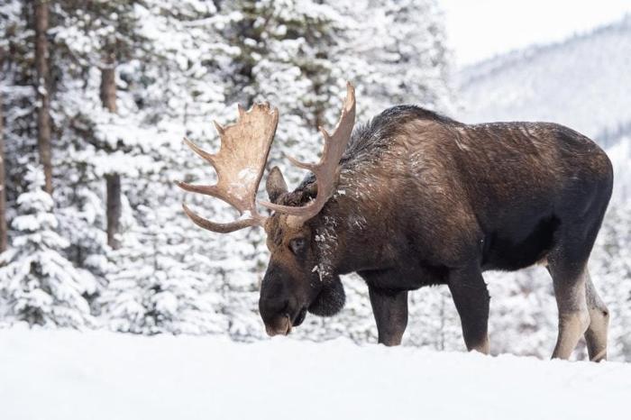 Moose-in-Jasper-Canada-777x518-1-1.jpg