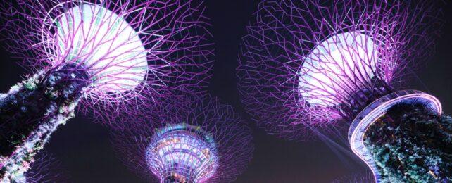 SingaporeCanopyTrees-642x260-1-1.jpg