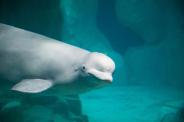 beluga-m-1.jpg