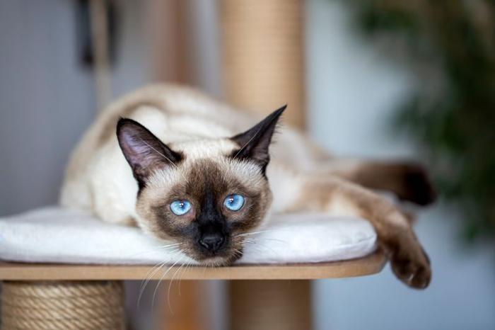 cat-m-1.jpg