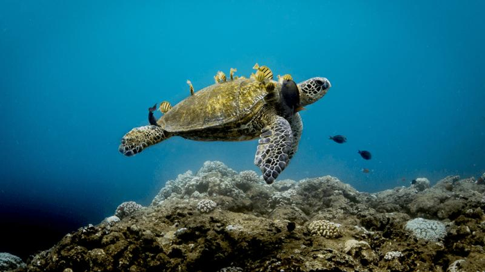 cleaning-station-turtle-m-1.png
