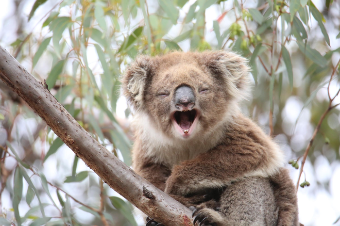Koala Emma sorride perché una nuova tecnica potrebbe salvarla, o ringhia ai maschi fastidiosi?