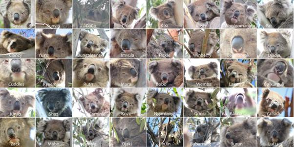 Perché probabilmente potresti usare 40 nasi di koala oggi.