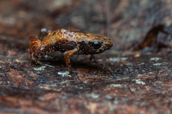 Piccolo rospoletto con corpo marrone e nero e anelli arancioni brillanti negli occhi altrimenti neri. Il rospo è in cima a una foglia che aiuta a mimetizzarlo.