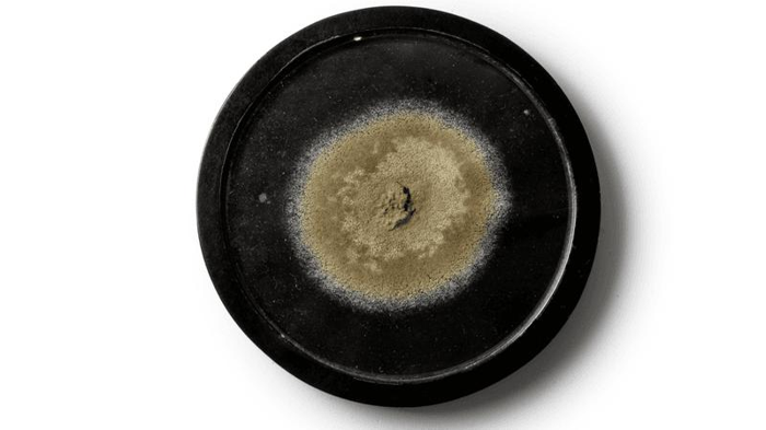 penicillin-mold-medallion-m-1.png
