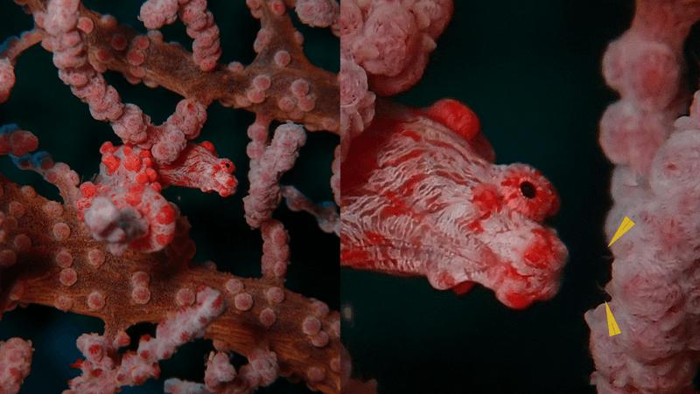 pygmy-seahorse-worm-m-1.png