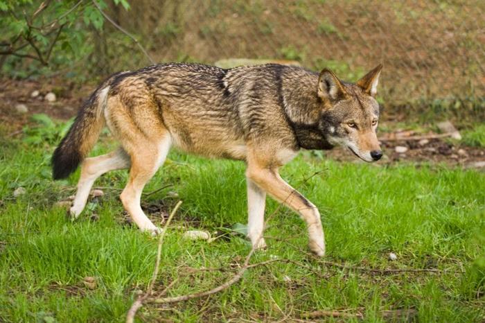red-wolf-m-1.jpg
