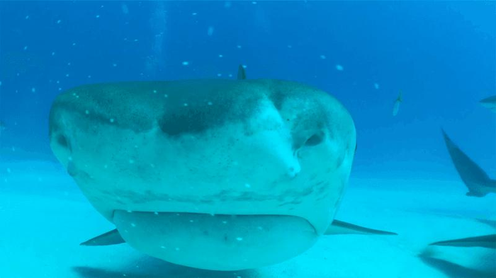 Un volto di squalo tigre si avvicina direttamente alla telecamera sott'acqua.