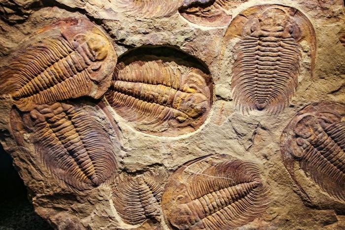 trilobite-m-1.jpg