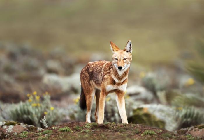 wolf-m-1.jpg