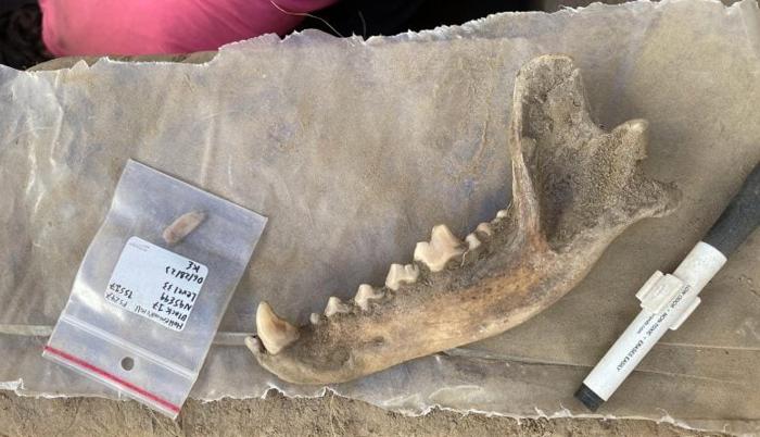 Mandibola Canina Vecchia di 8.100 Anni