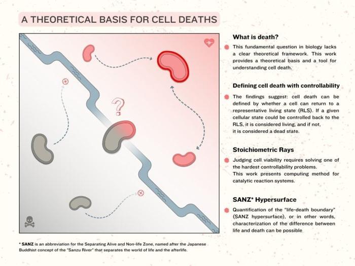 Una base teorica per le morti cellulari