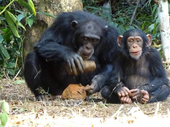 Adult-Female-Chimpanzee-Cracking-Nuts-Using-Stone-Tools-777x583-1-1.jpg