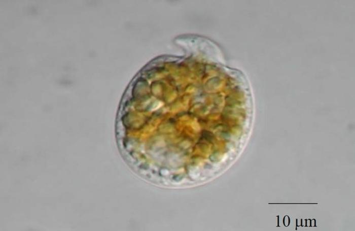Amphidinium-sp-777x506-1-1.jpg
