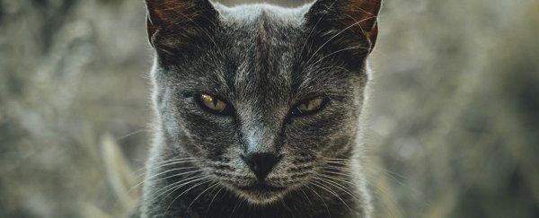 Gli scienziati hanno sviluppato un questionario per identificare se il tuo gatto è un psicopatico