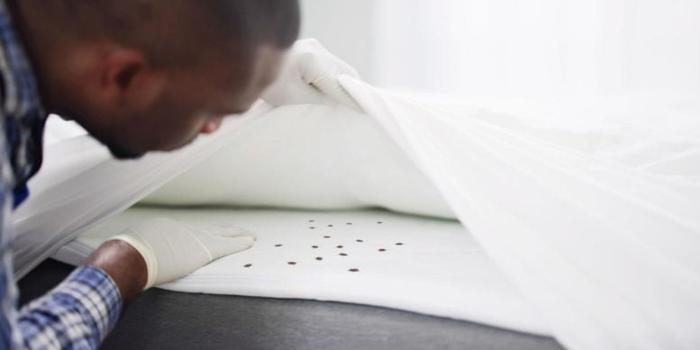 Bed-Bugs-on-Bed-777x389-1-1.jpg