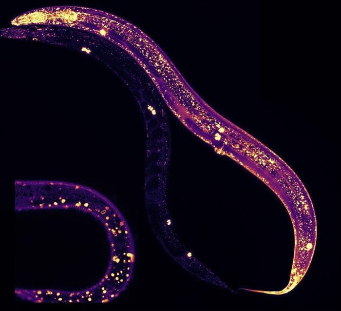 C. elegans esaminato al microscopio Proteina MANF