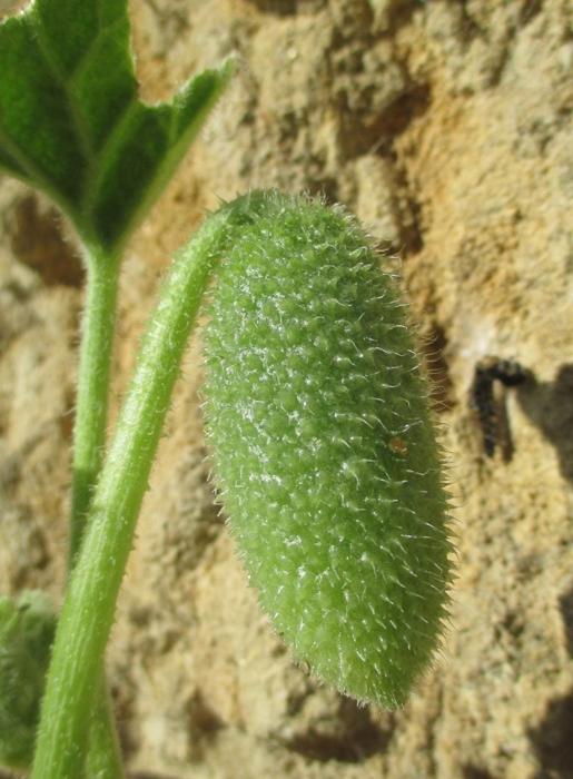 Ecballium elaterium