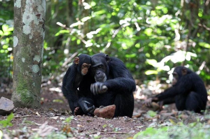 Educazione per apprendistato nei chimpanzé