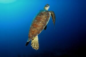 La Tartaruga Verde Sale in Superficie per Respirare