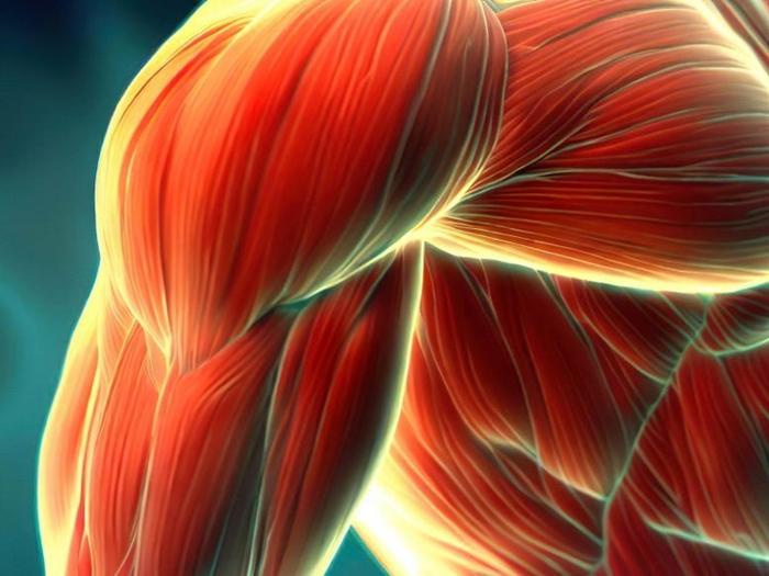 Human-Muscle-Concept-Illustration-777x583-1-1.jpg