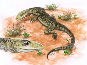 Illustrazione di Cryptovaranoides microlanius