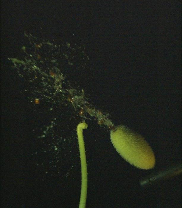 Getto Eiettato dal Cetriolo Sputante