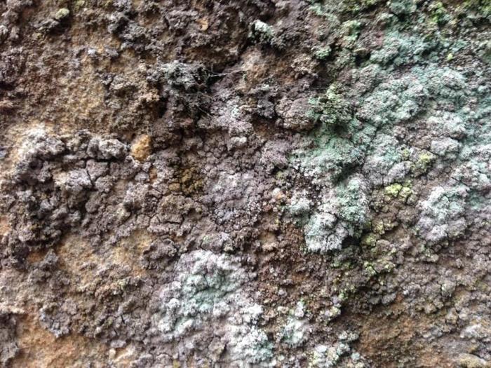 Licheni Lepraria