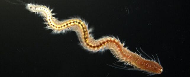MarineWorm-642x260-1-1.jpg