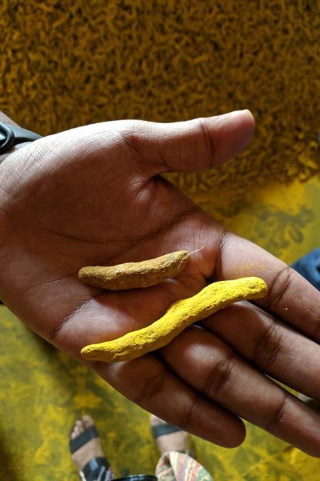 Radici di curcuma lucidate con e senza cromato di piombo