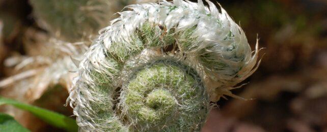 WeirdRolledUpFern-642x260-1-1.jpg