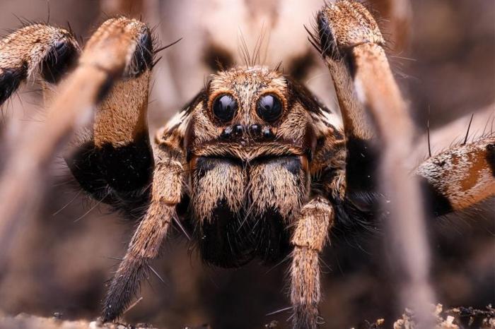Wolf-Spider-Lycosa-praegrandis-777x518-1-1.jpg