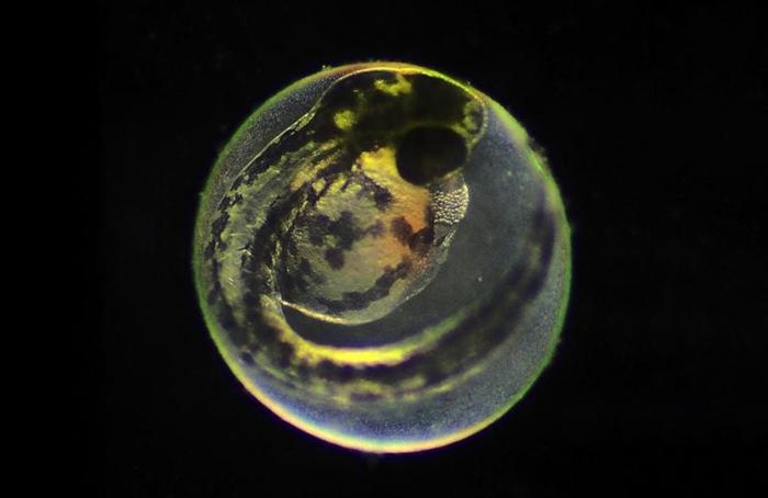Zebrafish-Embryo-Close-777x505-1-1.jpg
