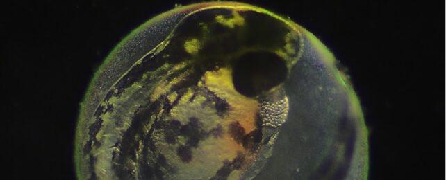 ZebrafishEmbryoBright-642x260-1-1.jpg