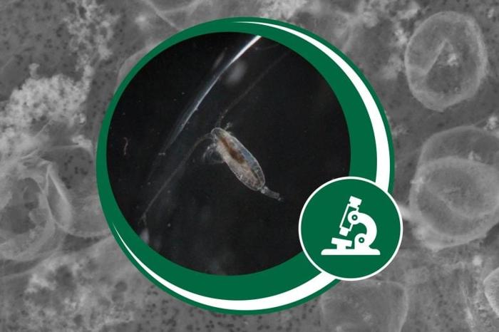 Zooplankton-With-Food-in-Gut-and-Graphic-777x518-1-1.jpg