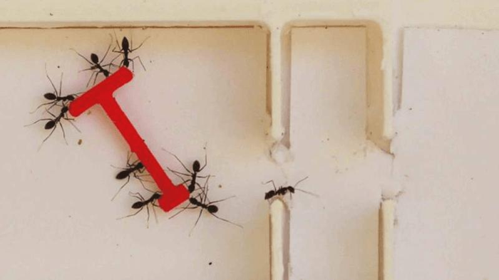 ants-m-1.png