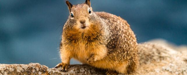 california_ground_squirrel-642x260-1-1.jpg