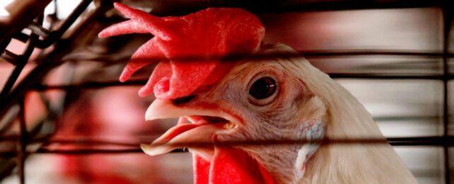 chicken-in-cage-642x260-1-1.jpg