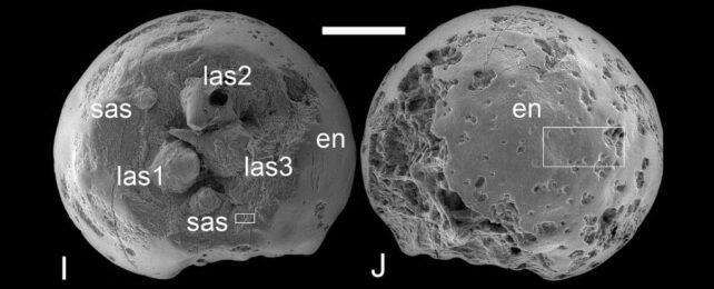 embryo-header-642x260-1-1.jpg