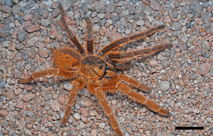gynandromorphism-m-1.png