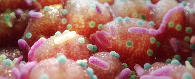 microbes_epithelium_gut_AD-642x260-1-1.jpg