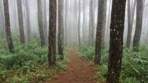 Una foto mostra un sentiero che si snoda attraverso una fitta foresta di pini avvolta nella nebbia. Il sentiero è circondato da felci e il verde degli alberi stessi non è visibile nello scatto.