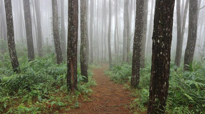 Una foto mostra un sentiero che si snoda attraverso una fitta foresta di pini avvolta nella nebbia. Il sentiero è circondato da felci e il verde degli alberi stessi non è visibile nello scatto.