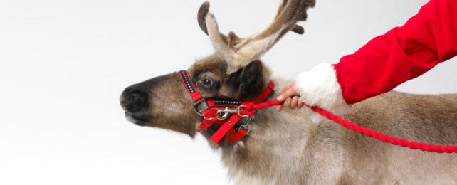 santa_reindeer_nose-642x260-1-1.jpg